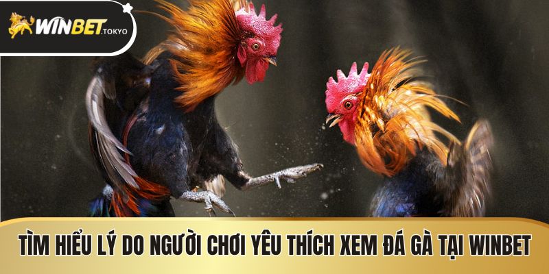 Tìm hiểu lý do người chơi yêu thích xem đá gà tại Winbet